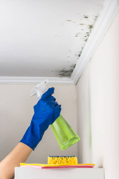 Best Mold Cleaning Services  in USA